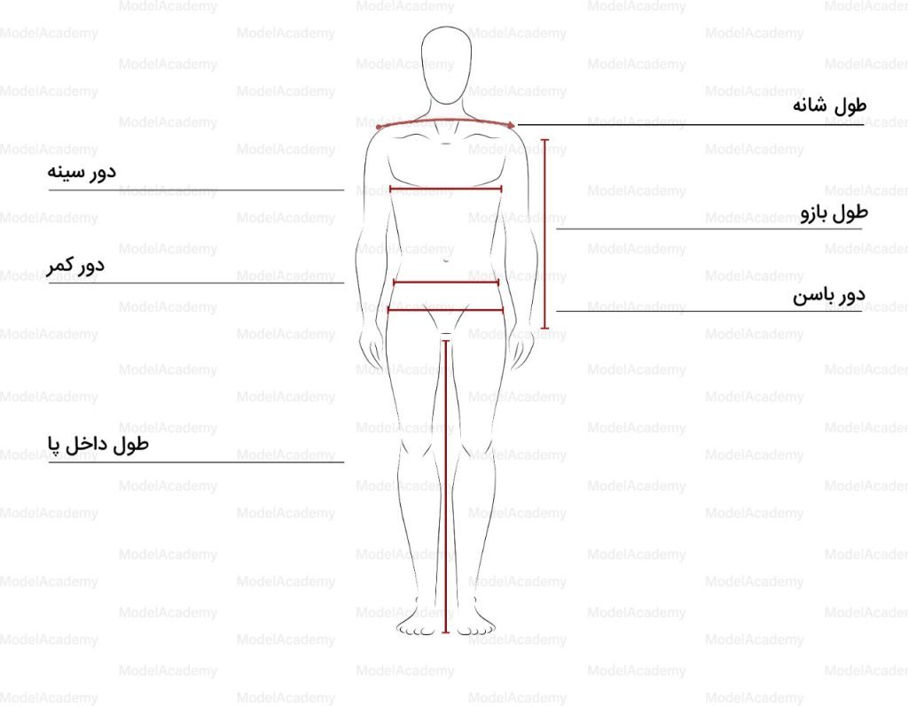 اندازه های استاندارد بدن